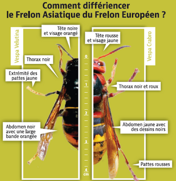 Description de l'image